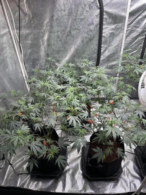 Oreoz Foam. Week 9