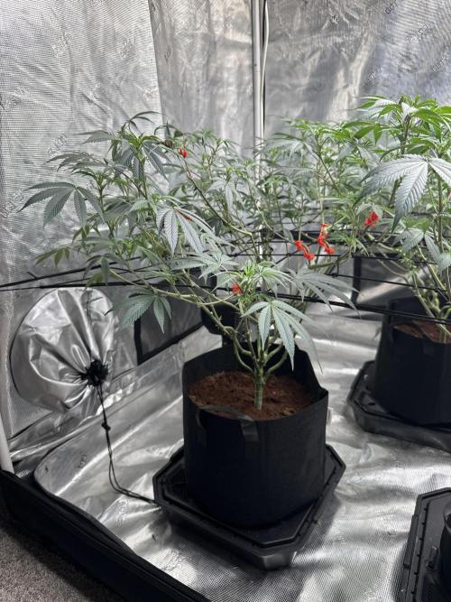 Oreoz Foam. Week 9