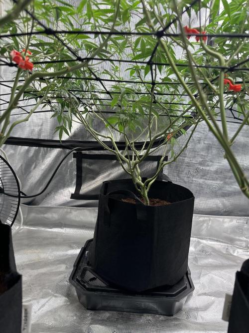 Oreoz Foam. Week 9