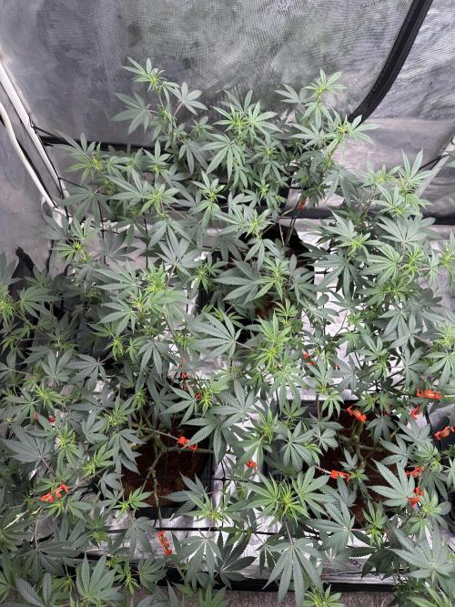 Oreoz Foam. Week 9
