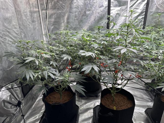 Oreoz Foam. Week 10