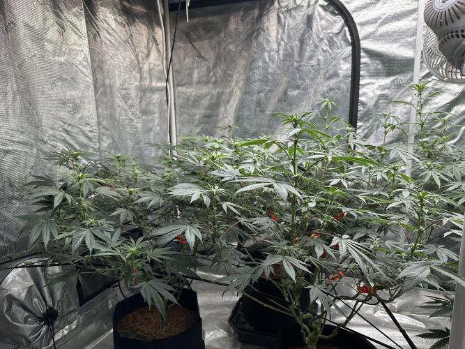 Oreoz Foam. Week 10