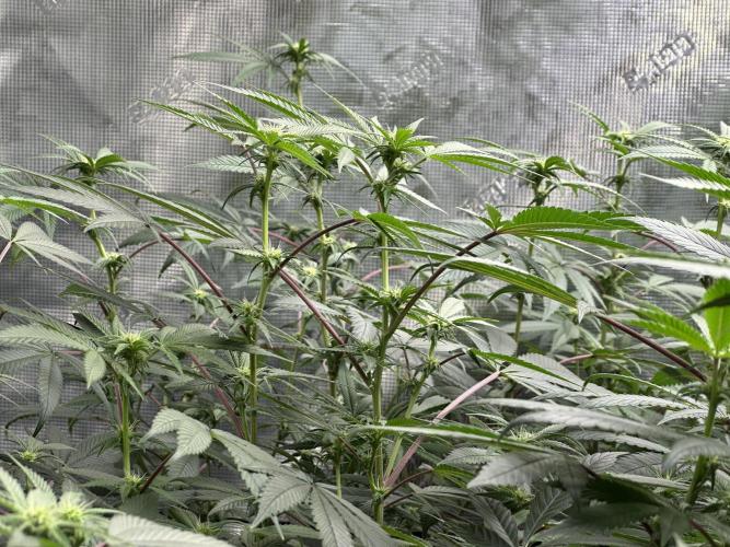 Oreoz Foam. Week 10