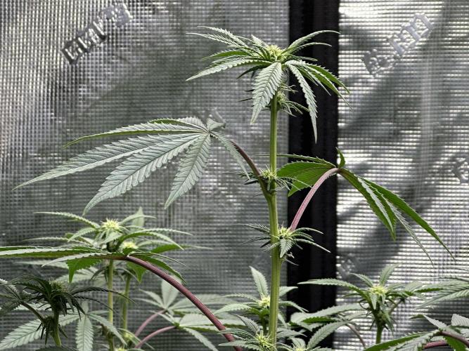 Oreoz Foam. Week 10