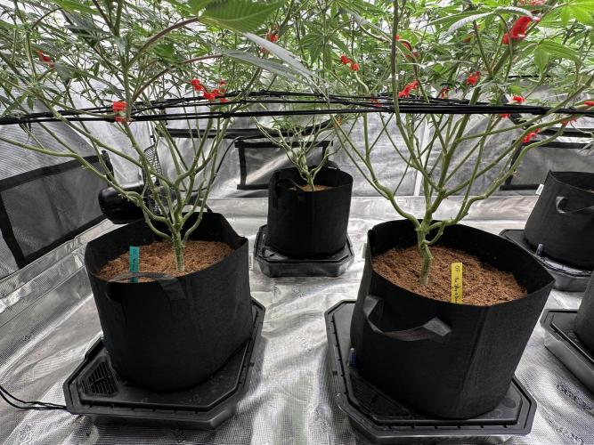 Oreoz Foam. Week 10