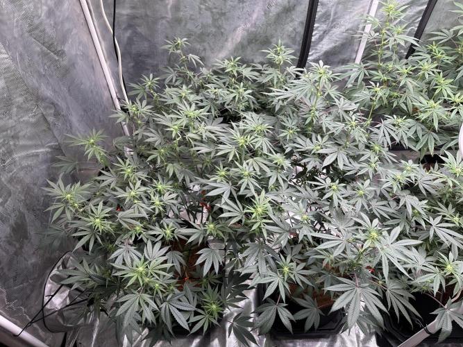 Oreoz Foam. Week 10