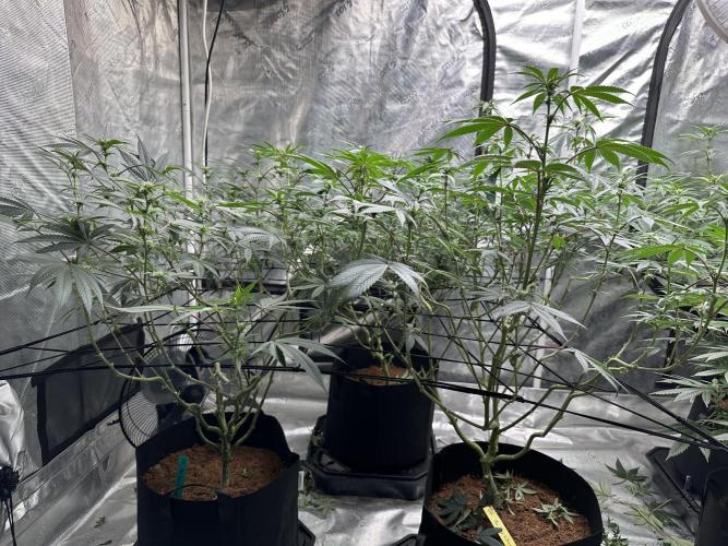 Oreoz Foam. Week 10