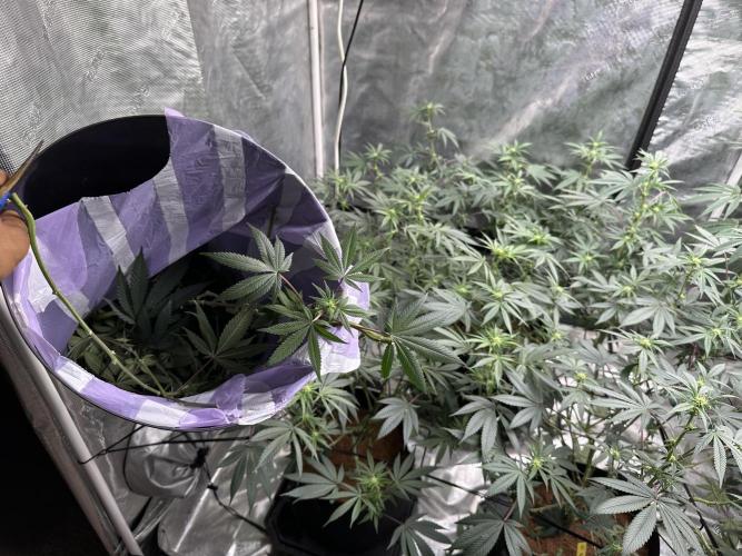 Oreoz Foam. Week 10