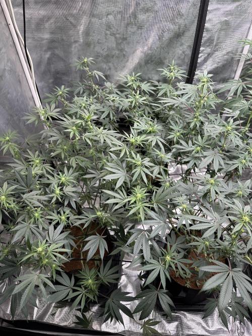 Oreoz Foam. Week 10