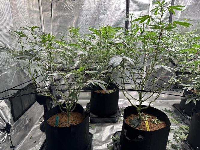 Oreoz Foam. Week 10