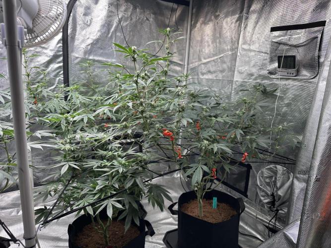 Dairy Queen. Week 10