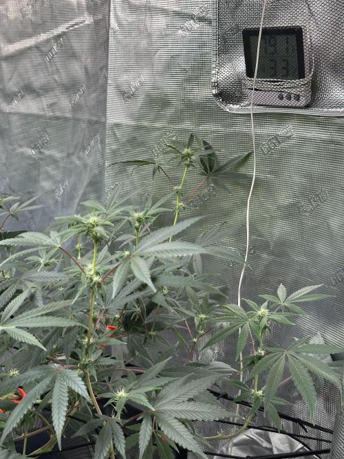 Dairy Queen. Week 10