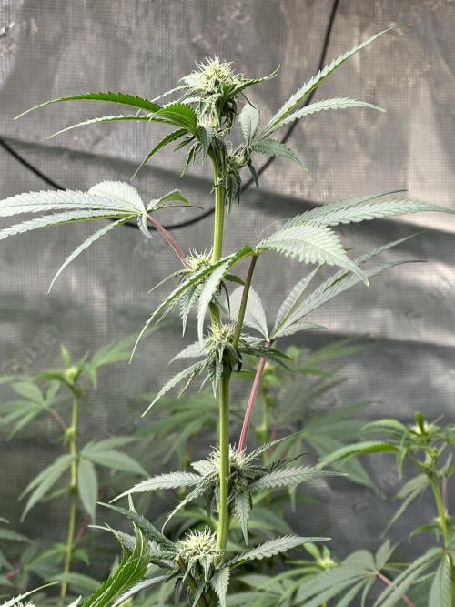 Dairy Queen. Week 10