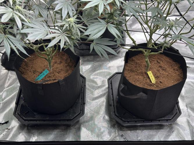 Oreoz Foam. Week 11