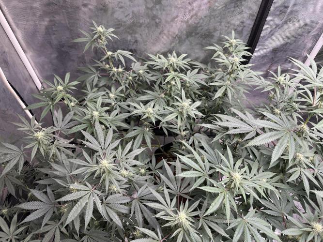 Oreoz Foam. Week 11