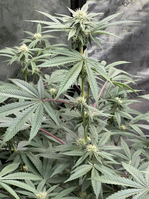 Oreoz Foam. Week 11