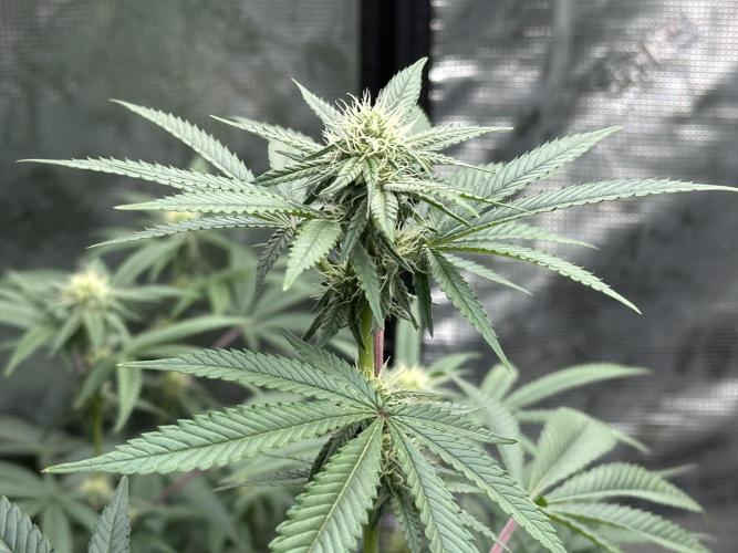 Oreoz Foam. Week 11