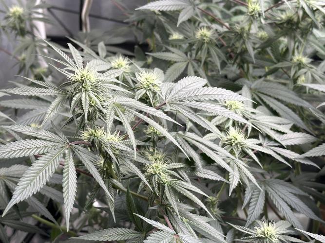 Oreoz Foam. Week 11