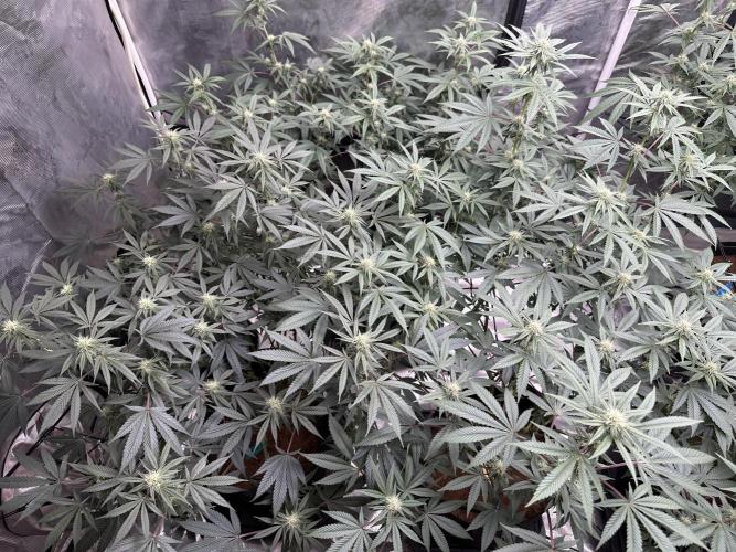 Oreoz Foam. Week 11