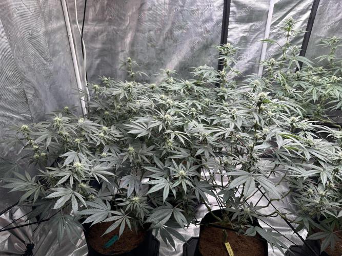Oreoz Foam. Week 11