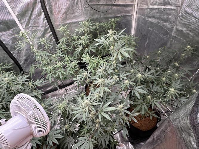 Dairy Queen. Week 11