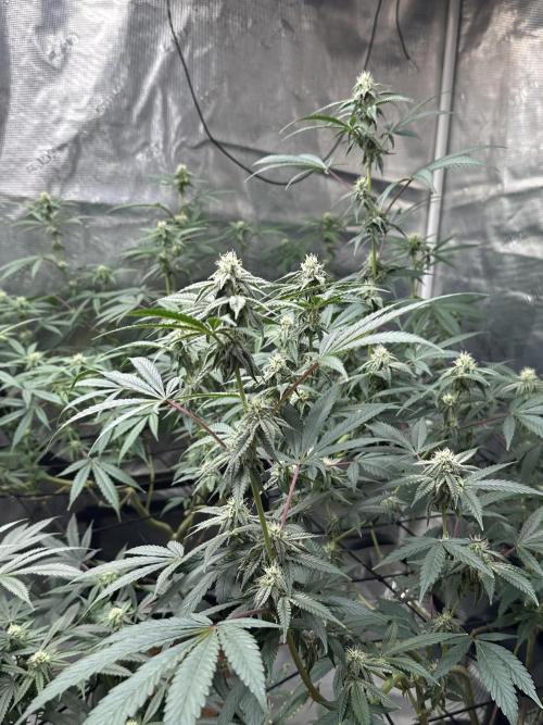 Dairy Queen. Week 11