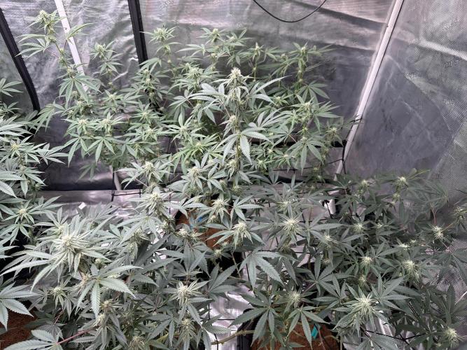 Dairy Queen. Week 11