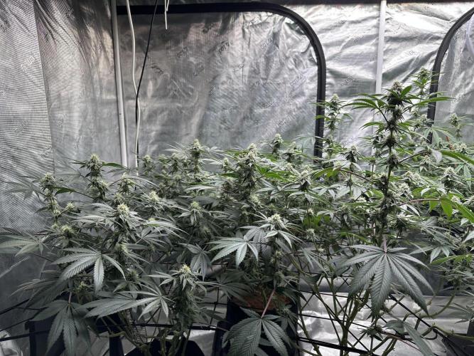 Oreoz Foam. Week 12