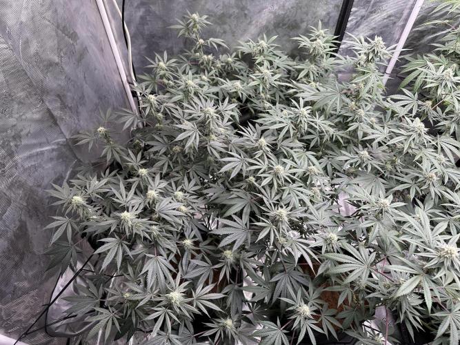 Oreoz Foam. Week 12