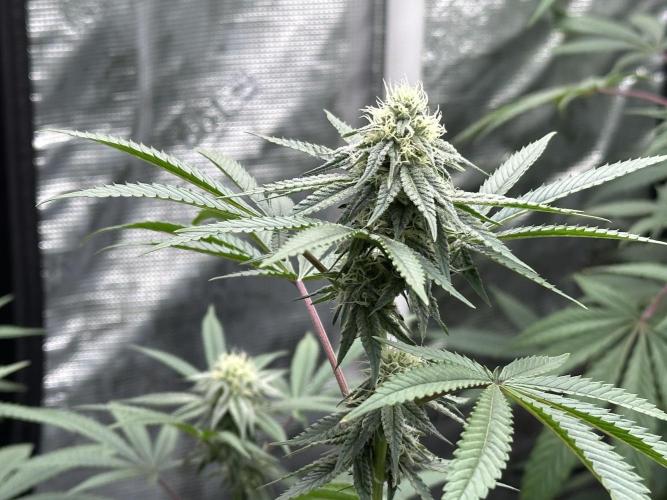 Oreoz Foam. Week 12