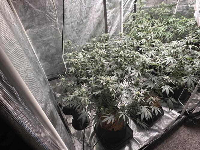 Oreoz Foam. Week 12