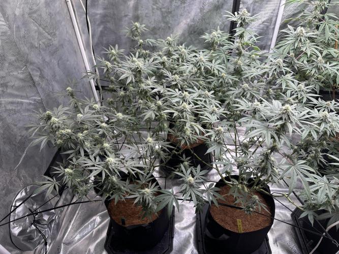 Oreoz Foam. Week 12