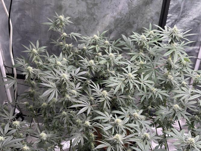 Oreoz Foam. Week 12