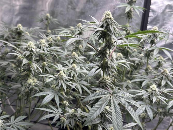 Oreoz Foam. Week 12
