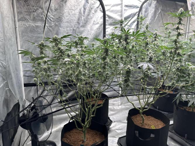 Oreoz Foam. Week 12 - After defoliation 