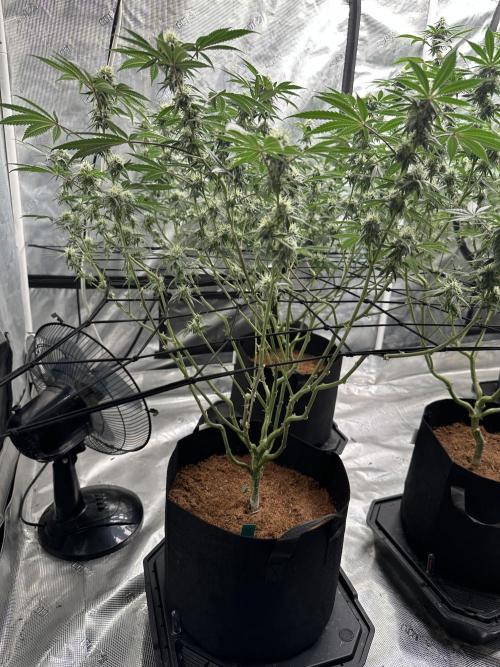 Oreoz Foam. Week 12 - After defoliation 