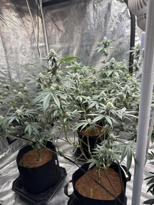 Oreoz Foam. Week 12 - After defoliation 