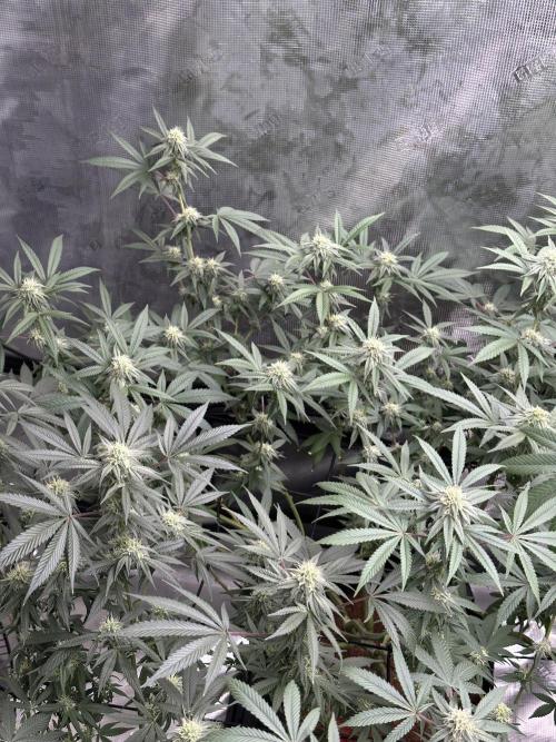 Oreoz Foam. Week 12 - After defoliation 