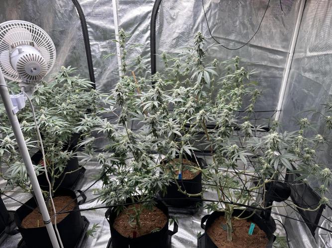 Dairy Queen. Week 12