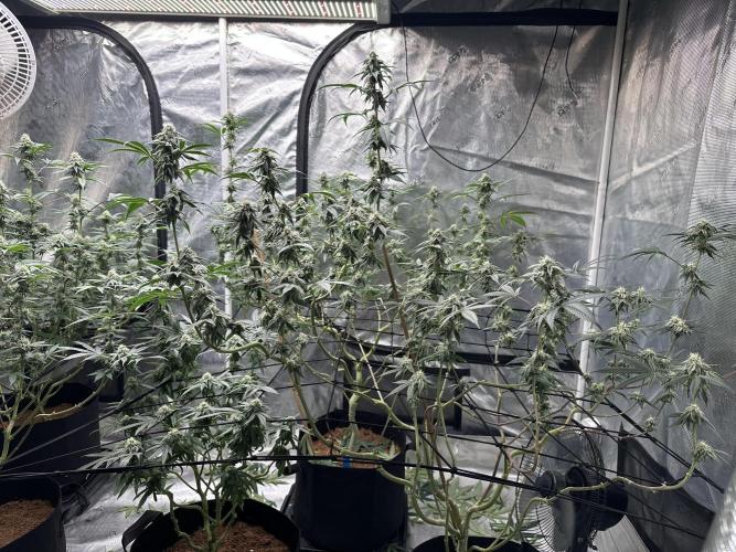 Dairy Queen. Week 12