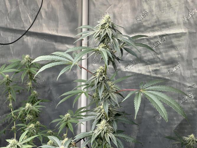 Dairy Queen. Week 12