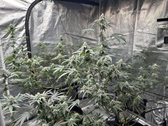 Dairy Queen. Week 12