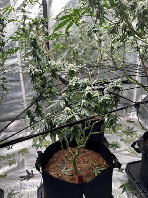 Dairy Queen. Week 12