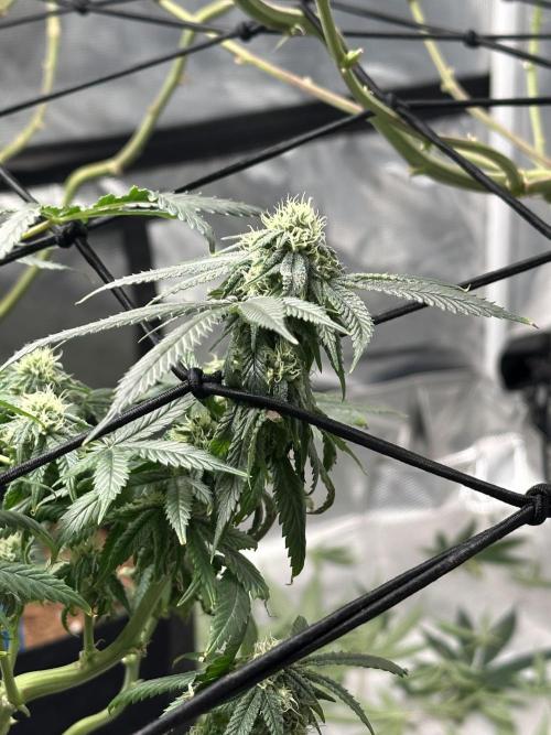 Dairy Queen. Week 12