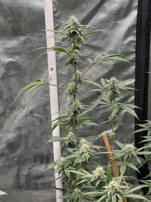Dairy Queen. Week 12