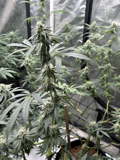Dairy Queen. Week 12