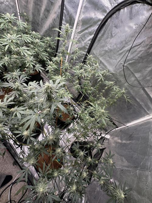 Dairy Queen. Week 12