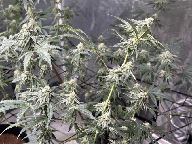 Dairy Queen. Week 12