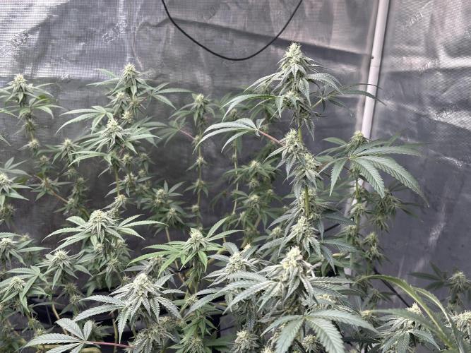 Dairy Queen. Week 12