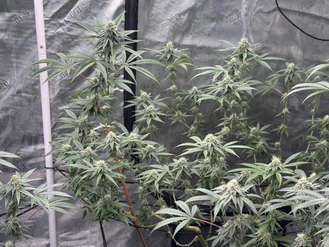 Dairy Queen. Week 12